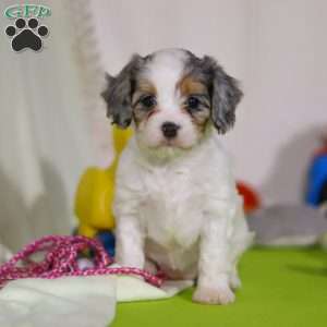 Bonnie, Cavapoo Puppy